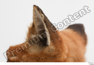 Fox  2 ear 0011.jpg